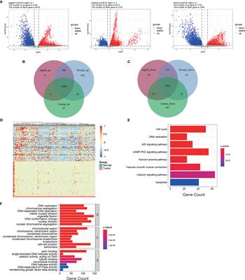 Bioinformatics Analysis Highlights Five Differentially Expressed Genes as Prognostic Biomarkers of Cervical Cancer and Novel Option for Anticancer Treatment